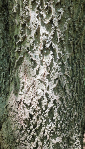Hackberry Bark